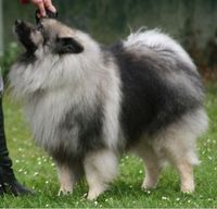 Keeshond