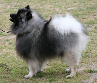 Keeshond