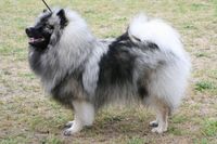 Keeshond