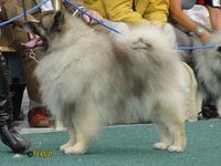 Keeshond