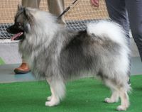 Keeshond