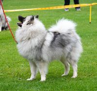 Keeshond