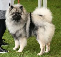 Keeshond