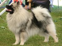 Keeshond