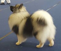 Keeshond