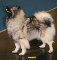 Keeshond