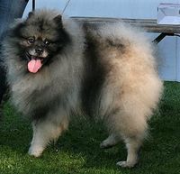 Keeshond